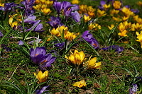 Jaro�ve�stromovce