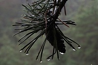 Zmokl�&nbsp;borovice