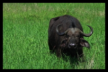 Zv��ata a pt�ci