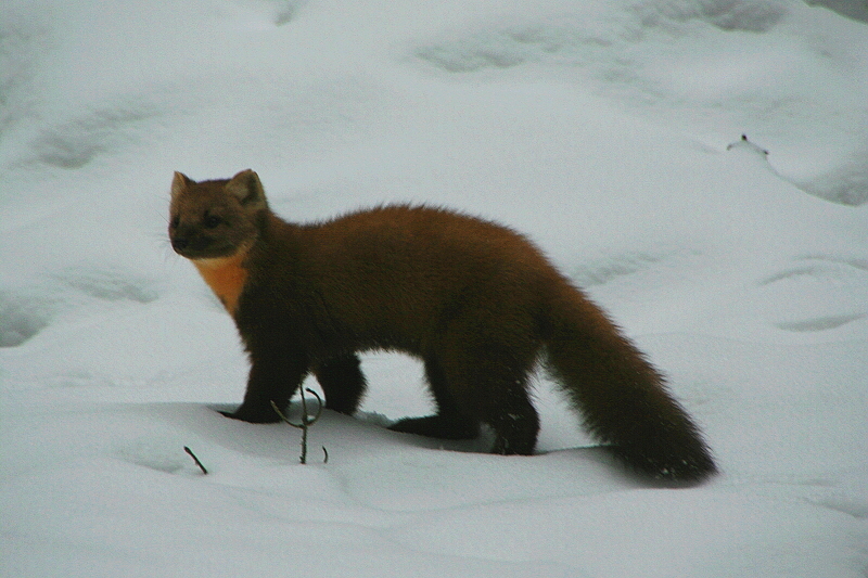 klikn�te pro n�vrat