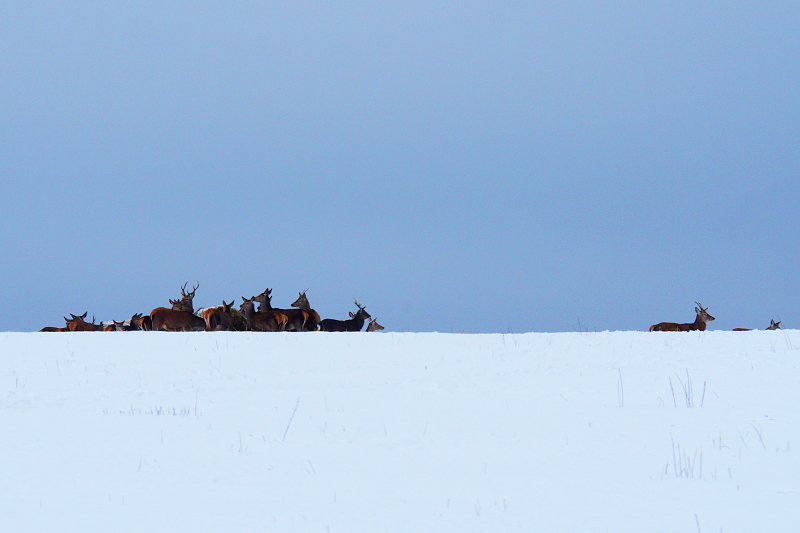 klikn�te pro n�vrat