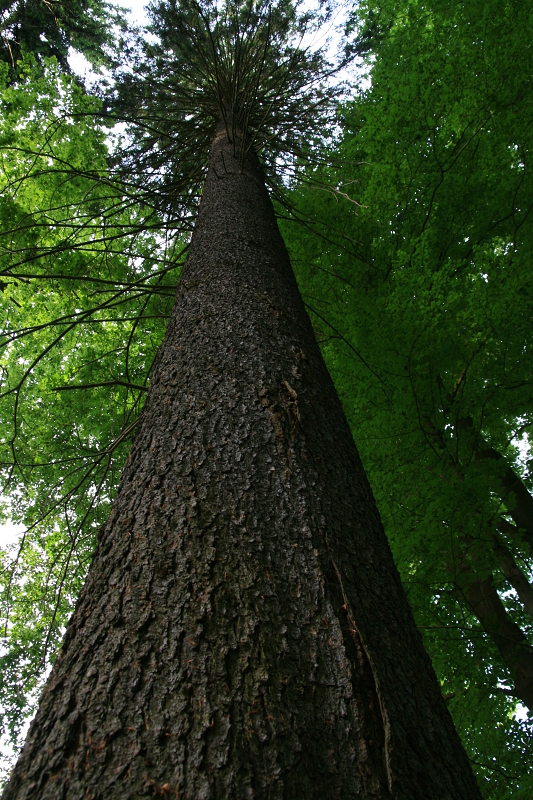 OBROVSKÝ SMRK PAMĚTNÍK - Liběna Stiebitzová
